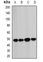 BCS1L Antibody - Western blot analysis of BCS1L expression in MCF7 (A); HeLa (B); mouse heart (C); mouse liver (D) whole cell lysates.