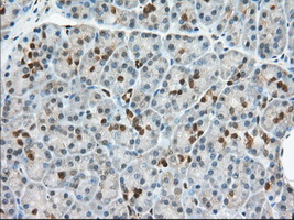 BDH2 Antibody - IHC of paraffin-embedded Human pancreas tissue using anti-BDH2 mouse monoclonal antibody. (Dilution 1:50).