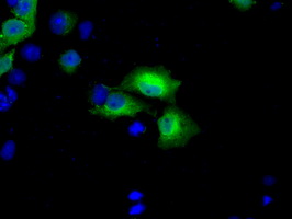 BDH2 Antibody - Anti-BDH2 mouse monoclonal antibody  immunofluorescent staining of COS7 cells transiently transfected by pCMV6-ENTRY BDH2.