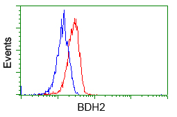 BDH2 Antibody - Flow cytometric Analysis of Hela cells, using anti-BDH2 antibody, (Red), compared to a nonspecific negative control antibody, (Blue).