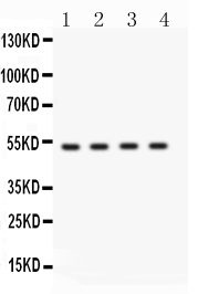 BDKRB2/Bradykinin B2 Receptor Antibody - Western blot - Anti-BDKRB2 Picoband Antibody