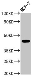 BDKRB2/Bradykinin B2 Receptor Antibody - Positive Western Blot detected in MCF-7 whole cell lysate. All lanes: BDKRB2 antibody at 4.2 µg/ml Secondary Goat polyclonal to rabbit IgG at 1/50000 dilution. Predicted band size: 45, 42 KDa. Observed band size: 45, 42 KDa