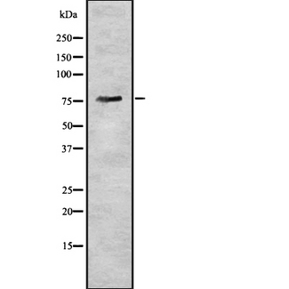 BDKRB2/Bradykinin B2 Receptor Antibody - Western blot analysis of BDKRB2 using HuvEc whole cells lysates