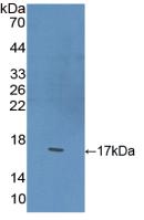 BDNF Antibody - Western Blot; Sample: Recombinant BDNF, Rat.