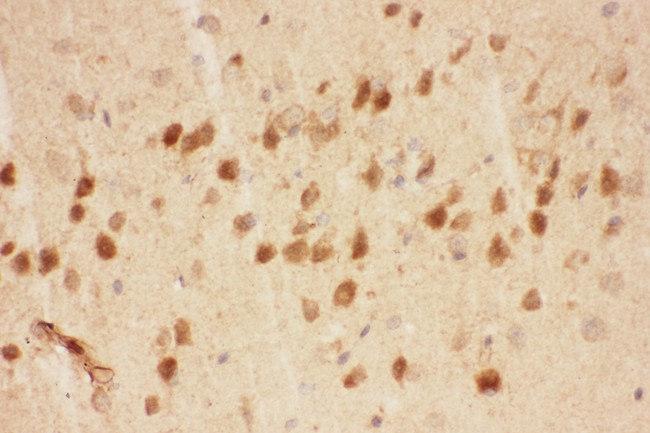 BDNF Antibody - BDNF antibody IHC-paraffin: Mouse Brain Tissue.