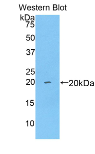 BDNF Antibody - Western blot of recombinant BDNF.  This image was taken for the unconjugated form of this product. Other forms have not been tested.