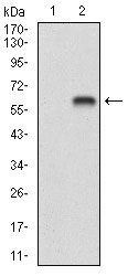 BDNF Antibody - Western blot using BDNF monoclonal antibody against HEK293 (1) and BDNF (AA: 19-248)-hIgGFc transfected HEK293 (2) cell lysate.