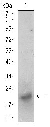 BDNF Antibody - Western blot using BDNF mouse monoclonal antibody against SK-N-SH (1) cell lysate.