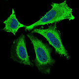 BDNF Antibody - Immunofluorescence of HeLa cells using BDNF mouse monoclonal antibody (green). Blue: DRAQ5 fluorescent DNA dye. Secondary antibody from Fisher (Cat#: 35503)