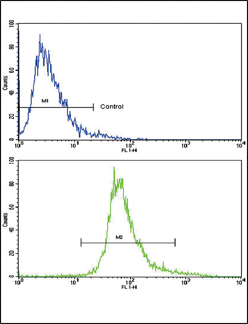 BDNF Antibody - Flow cytometric of CEM cells using BDNF Antibody (bottom histogram) compared to a negative control cell (top histogram). FITC-conjugated goat-anti-rabbit secondary antibodies were used for the analysis.