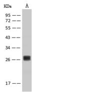 BDNF Antibody - Anti-BDNF Antibody. Lane A: K562 Whole Cell Lysate. Lysates/proteins at 30 ug per lane. Secondary: Goat Anti-Rabbit IgG (H+L)/HRP at 1/10000 dilution. Developed using the ECL technique. Performed under reducing conditions. Predicted band size: 27 kDa. Observed band size: 27 kDa.