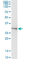BDNF Antibody - Immunoprecipitation of BDNF transfected lysate using anti-BDNF monoclonal antibody and Protein A Magnetic Bead, and immunoblotted with BDNF monoclonal antibody.