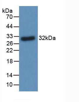 BDNF Antibody