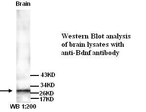 BDNF Antibody