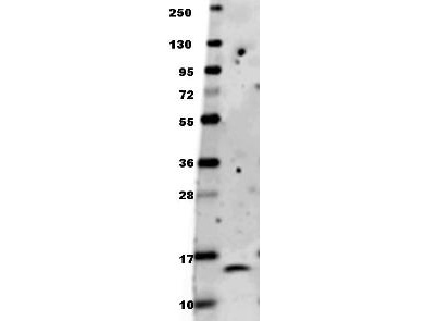BDNF Antibody - Anti-Human BDNF Antibody - Western Blot. Anti-human BDNF antibody in western blot shows detection of recombinant human BDNF raised in E. coli. Recombinant truncated (0.1 ug, 27 kD) protein was loaded onto and resolved by SDS-PAGE, then transferred to nitrocellulose. The membrane was blocked with 1% BSA in TBST for 30 min at RT, followed by incubation with Anti-Human BDNF. After washing, membrane was probed with secondary antibody Dylight 649 Conjugated Anti-Rabbit IgG (H&L) (Goat) Antibody ( diluted 1:20000 in blocking buffer (MB-070) for 30 min. at RT. Data was collected using Bio-Rad VersaDoc 4000 MP imaging system.