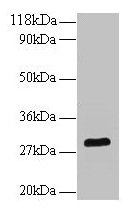 BDNF Antibody - Western blot All lanes: Rat Brain-derived neurotrophic factorntibody at 2/ml + U251 whole cell lysate Secondary Goat polyclonal to rabbit IgG at 1/10000 dilution Predicted band size: 28 kDa Observed band size: 28 kDa