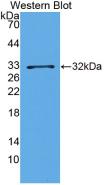 BDNF Antibody - Western Blot; Sample: Recombinant BDNF, Porcine.