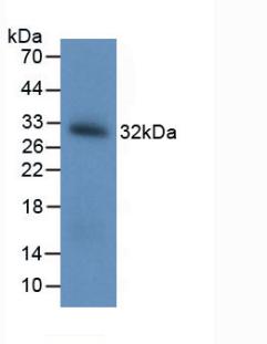 BDNF Antibody