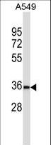 BEAN1 Antibody - BEAN Antibody western blot of A549 cell line lysates (35 ug/lane). The BEAN antibody detected the BEAN protein (arrow).