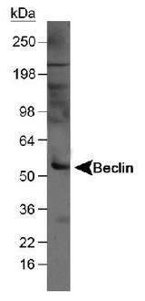 BECN1 / Beclin-1 Antibody - Detection of Beclin in mouse liver tissue lysate (50 ug). ECL detection at 1 minute.  This image was taken for the unconjugated form of this product. Other forms have not been tested.