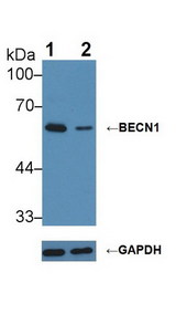 BECN1 / Beclin-1 Antibody - Knockout Varification: Lane 1: Wild-type MCF7 cell lysate; Lane 2: BECN1 knockout MCF7 cell lysate; Predicted MW: 52kDa ; Observed MW: 60kDa; Primary Ab: 3µg/ml Rabbit Anti-Human BECN1 Antibody; Second Ab: 0.2µg/mL HRP-Linked Caprine Anti-Rabbit IgG Polyclonal Antibody;