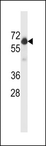 BECN1 / Beclin-1 Antibody - Beclin 1 Antibody western blot of WiDr cell line lysates (35 ug/lane). The Beclin 1 antibody detected the Beclin 1 protein (arrow).
