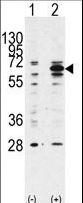 BECN1 / Beclin-1 Antibody - Western blot of anti-hBECN1-Q196 antibody in 293 cell line lysates transiently transfected with the BECN1 gene (2 ug/lane). hBECN1-Q196(arrow) was detected using the purified antibody.