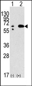 BECN1 / Beclin-1 Antibody - Western blot of anti-hBECN1-E225 antibody in 293 cell line lysates transiently transfected with the BECN1 gene (2 ug/lane). hBECN1-E225(arrow) was detected using the purified antibody.