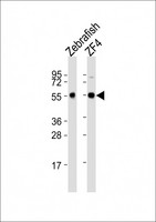 BECN1 / Beclin-1 Antibody - All lanes : Anti-becn1 Antibody at 1:2000 dilution Lane 1: Zebrafish lysates Lane 2: ZF4 whole cell lysates Lysates/proteins at 20 ug per lane. Secondary Goat Anti-Rabbit IgG, (H+L), Peroxidase conjugated at 1/10000 dilution Predicted band size : 51 kDa Blocking/Dilution buffer: 5% NFDM/TBST.