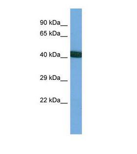 BECN1 / Beclin-1 Antibody - Western blot of Human HepG2. BECN1 antibody dilution 1.0 ug/ml.  This image was taken for the unconjugated form of this product. Other forms have not been tested.