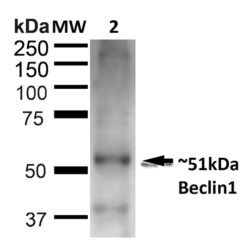 BECN1 / Beclin-1 Antibody - Western blot analysis of Rat Liver showing detection of ~51kDa Beclin 1 protein using Rabbit Anti-Beclin 1 Polyclonal Antibody. Lane 1: MW Ladder. Lane 2: Rat Liver (20 µg). Load: 20 µg. Block: 5% milk + TBST for 1 hour at RT. Primary Antibody: Rabbit Anti-Beclin 1 Polyclonal Antibody  at 1:1000 for 1 hour at RT. Secondary Antibody: Goat Anti-Rabbit: HRP at 1:2000 for 1 hour at RT. Color Development: TMB solution for 12 min at RT. Predicted/Observed Size: ~51kDa.