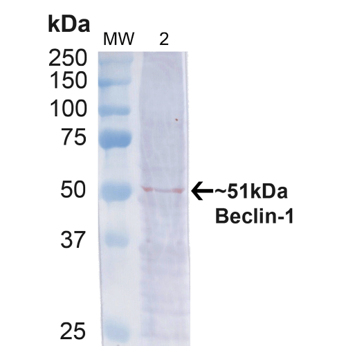 BECN1 / Beclin-1 Antibody - Western blot analysis of Human Cervical cancer cell line (HeLa) lysate showing detection of ~51kDa Beclin 1 protein using Rabbit Anti-Beclin 1 Polyclonal Antibody. Lane 1: MW Ladder. Lane 2: Human HeLa (20 µg). Load: 20 µg. Block: 5% milk + TBST for 1 hour at RT. Primary Antibody: Rabbit Anti-Beclin 1 Polyclonal Antibody  at 1:1000 for 1 hour at RT. Secondary Antibody: Goat Anti-Rabbit: HRP at 1:2000 for 1 hour at RT. Color Development: TMB solution for 12 min at RT. Predicted/Observed Size: ~51kDa.