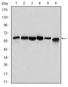 BECN1 / Beclin-1 Antibody - Western blot using BECN1 mouse monoclonal antibody against HeLa (1), A431 (2), MCF-7 (3), RAJI (4), Jurkat (5) and SKBR-3 (6) cell lysate.