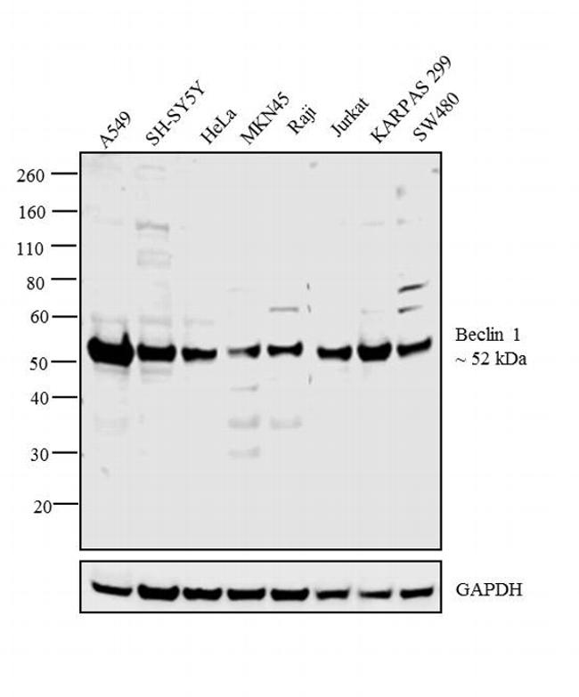 BECN1 / Beclin-1 Antibody - Beclin 1 Antibody in Western Blot (WB)