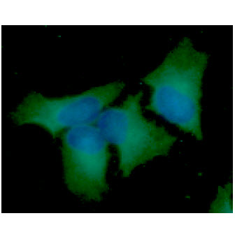 BECN1 / Beclin-1 Antibody - ICC/IF analysis of BECN1 in HeLa cells line, stained with DAPI (Blue) for nucleus staining and monoclonal anti-human BECN1 antibody (1:100) with goat anti-mouse IgG-Alexa fluor 488 conjugate (Green).