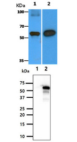 BECN1 / Beclin-1 Antibody - The Recombinant Human BECN1 (10ng) and Cell lysates were resolved by SDS-PAGE, transferred to PVDF membrane and probed with anti-human BECN1 antibody (1:5000). Proteins were visualized using a goat anti-mouse secondary antibody conjugated to HRP and an ECL detection system. Lane 1.: Recombinant Human BECN1 Lane 2.: Balb/3T3 cell lysate The Cell lysates (10ug) were resolved by SDS-PAGE, transferred to PVDF membrane and probed with anti-human BECN1 antibody (1:1000). Proteins were visualized using a goat anti-mouse secondary antibody conjugated to HRP and an ECL detection system. Lane 1.: 293T cell lysate Lane 2.: BECN1 Transfected 293T cell lysate