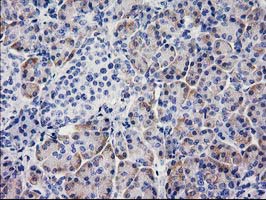 BECN1 / Beclin-1 Antibody - IHC of paraffin-embedded Human pancreas tissue using anti-BECN1 mouse monoclonal antibody.