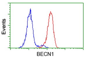 BECN1 / Beclin-1 Antibody - Flow cytometry of HeLa cells, using anti-BECN1 antibody (Red), compared to a nonspecific negative control antibody (Blue).