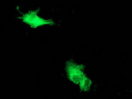 BECN1 / Beclin-1 Antibody - Anti-BECN1 mouse monoclonal antibody immunofluorescent staining of COS7 cells transiently transfected by pCMV6-ENTRY BECN1.