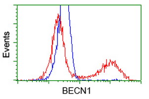 BECN1 / Beclin-1 Antibody - HEK293T cells transfected with either overexpress plasmid (Red) or empty vector control plasmid (Blue) were immunostained by anti-BECN1 antibody, and then analyzed by flow cytometry.