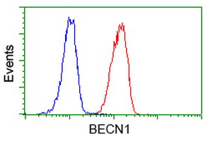 BECN1 / Beclin-1 Antibody - Flow cytometry of Jurkat cells, using anti-BECN1 antibody (Red), compared to a nonspecific negative control antibody (Blue).