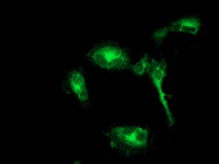 BECN1 / Beclin-1 Antibody - Anti-BECN1 mouse monoclonal antibody immunofluorescent staining of COS7 cells transiently transfected by pCMV6-ENTRY BECN1.