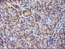 BECN1 / Beclin-1 Antibody - IHC of paraffin-embedded Human pancreas tissue using anti-BECN1 mouse monoclonal antibody.