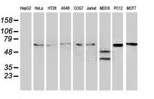 BECN1 / Beclin-1 Antibody - Western blot of extracts (35 ug) from 9 different cell lines by using anti-BECN1 monoclonal antibody (HepG2: human; HeLa: human; SVT2: mouse; A549: human; COS7: monkey; Jurkat: human; MDCK: canine; PC12: rat; MCF7: human).