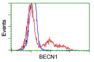 BECN1 / Beclin-1 Antibody - HEK293T cells transfected with either overexpress plasmid (Red) or empty vector control plasmid (Blue) were immunostained by anti-BECN1 antibody, and then analyzed by flow cytometry.