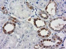 BECN1 / Beclin-1 Antibody - IHC of paraffin-embedded Human Kidney tissue using anti-BECN1 mouse monoclonal antibody.