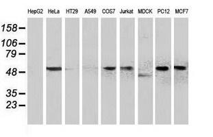 BECN1 / Beclin-1 Antibody - Western blot of extracts (35ug) from 9 different cell lines by using anti-BECN1 monoclonal antibody (HepG2: human; HeLa: human; SVT2: mouse; A549: human; COS7: monkey; Jurkat: human; MDCK: canine; PC12: rat; MCF7: human).