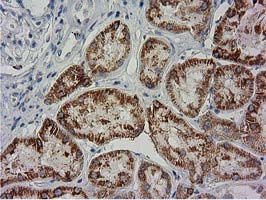 BECN1 / Beclin-1 Antibody - IHC of paraffin-embedded Human Kidney tissue using anti-BECN1 mouse monoclonal antibody. (Heat-induced epitope retrieval by 10mM citric buffer, pH6.0, 100C for 10min).