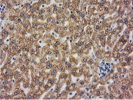 BECN1 / Beclin-1 Antibody - IHC of paraffin-embedded Human liver tissue using anti-BECN1 mouse monoclonal antibody. (Heat-induced epitope retrieval by 10mM citric buffer, pH6.0, 100C for 10min).