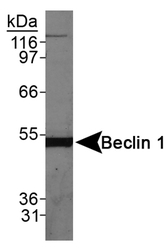 BECN1 / Beclin-1 Antibody - Beclin 1 Antibody - Detection of Beclin 1 in HeLa whole cell lysate at 1:10000.  This image was taken for the unconjugated form of this product. Other forms have not been tested.